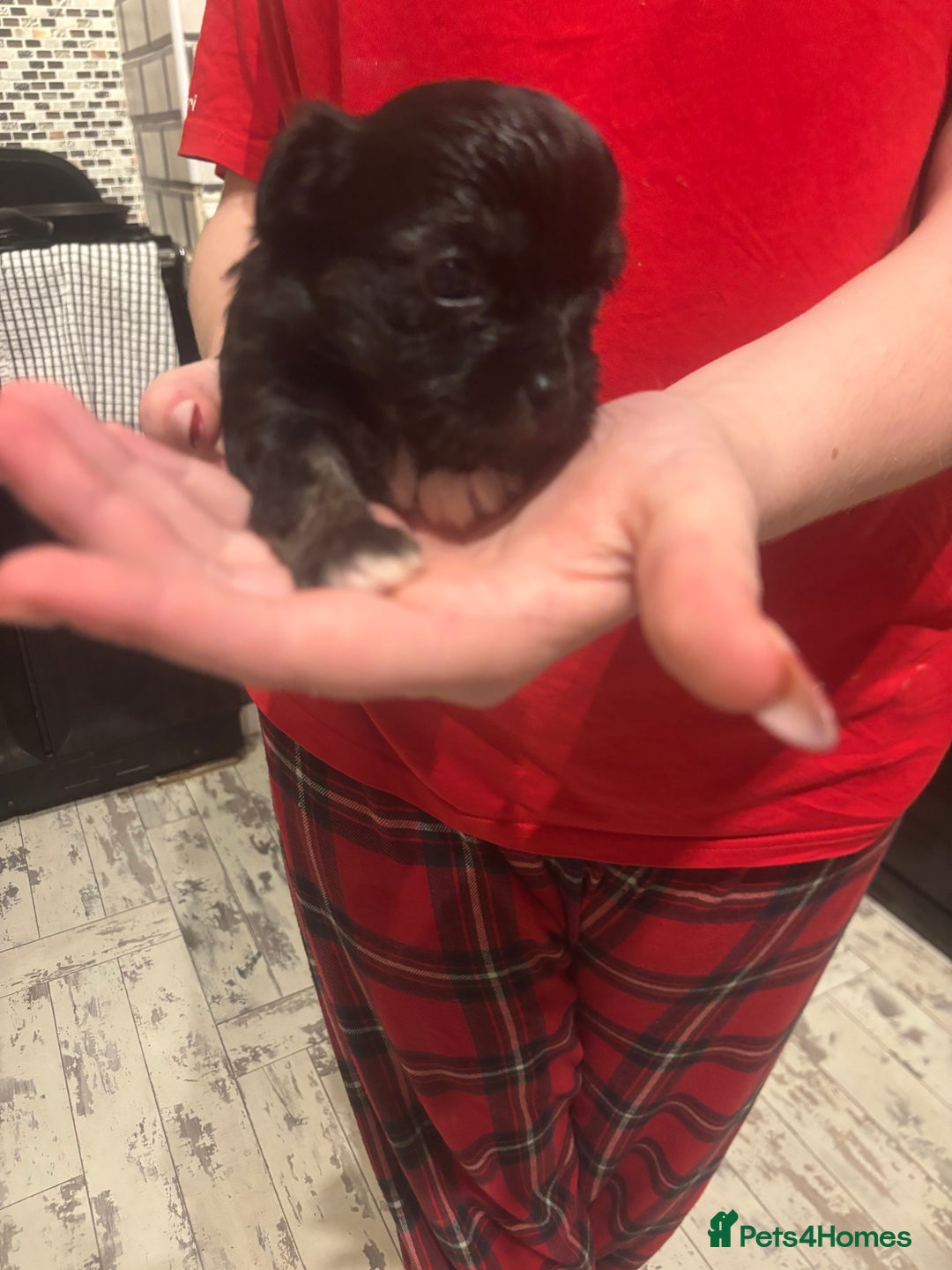 Chihuahua dogs for sale: Chihuahua pups - Advert 23