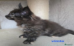 Maine Coon cats for sale: Maine Coon Kittens Tortie/Torbie Russian lines - Image 36