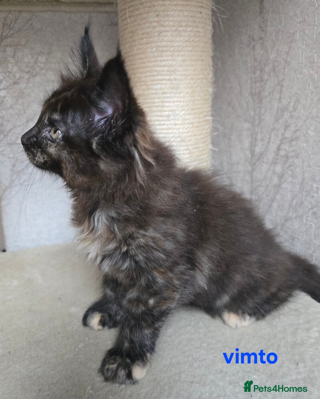 Maine Coon cats for sale: Maine Coon Kittens Tortie/Torbie Russian lines - Image 36