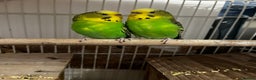Budgerigars birds for sale: 3 budgies + cage - Advert 6