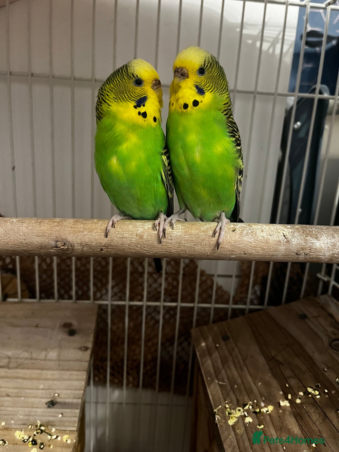 Budgerigars birds for sale: 3 budgies + cage - Advert 6