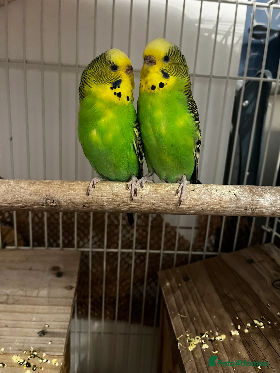 Budgerigars birds for sale: 3 budgies + cage - Advert 6