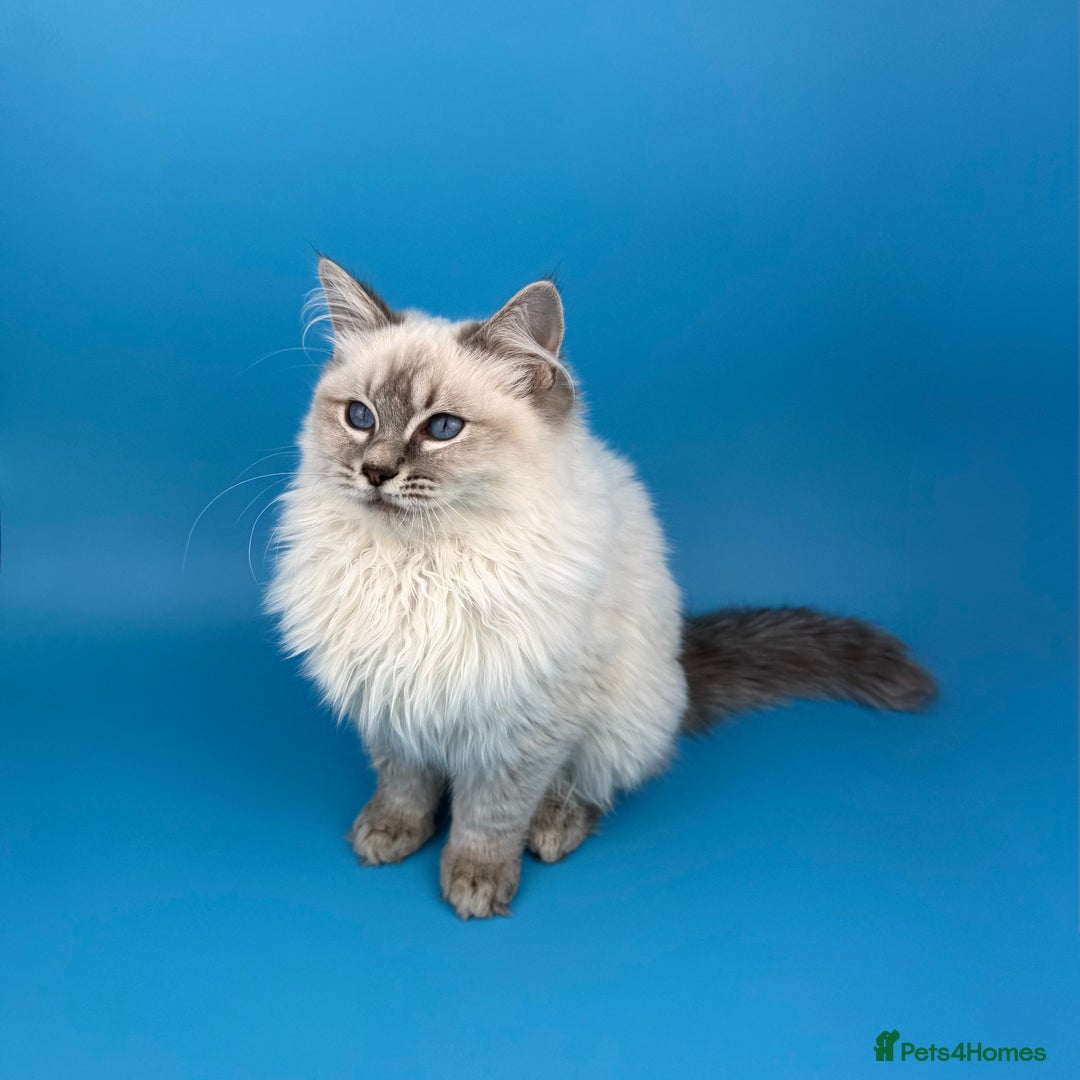 Ragdoll cats for sale: 💙 STUNNING GCCF GRCH SIRED RAGDOLL KITTENS 💙 - Advert 38