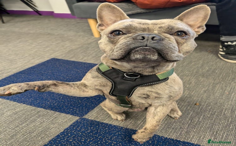 French Bulldog dogs - Advert 5