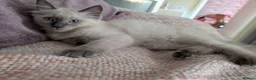 Ragdoll cats for sale: Ready to leave NOW discount price - Advert 7