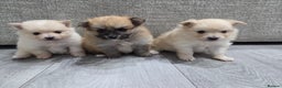 Pomeranian dogs for sale: Beautiful Pomeranian Puppies - Advert 3