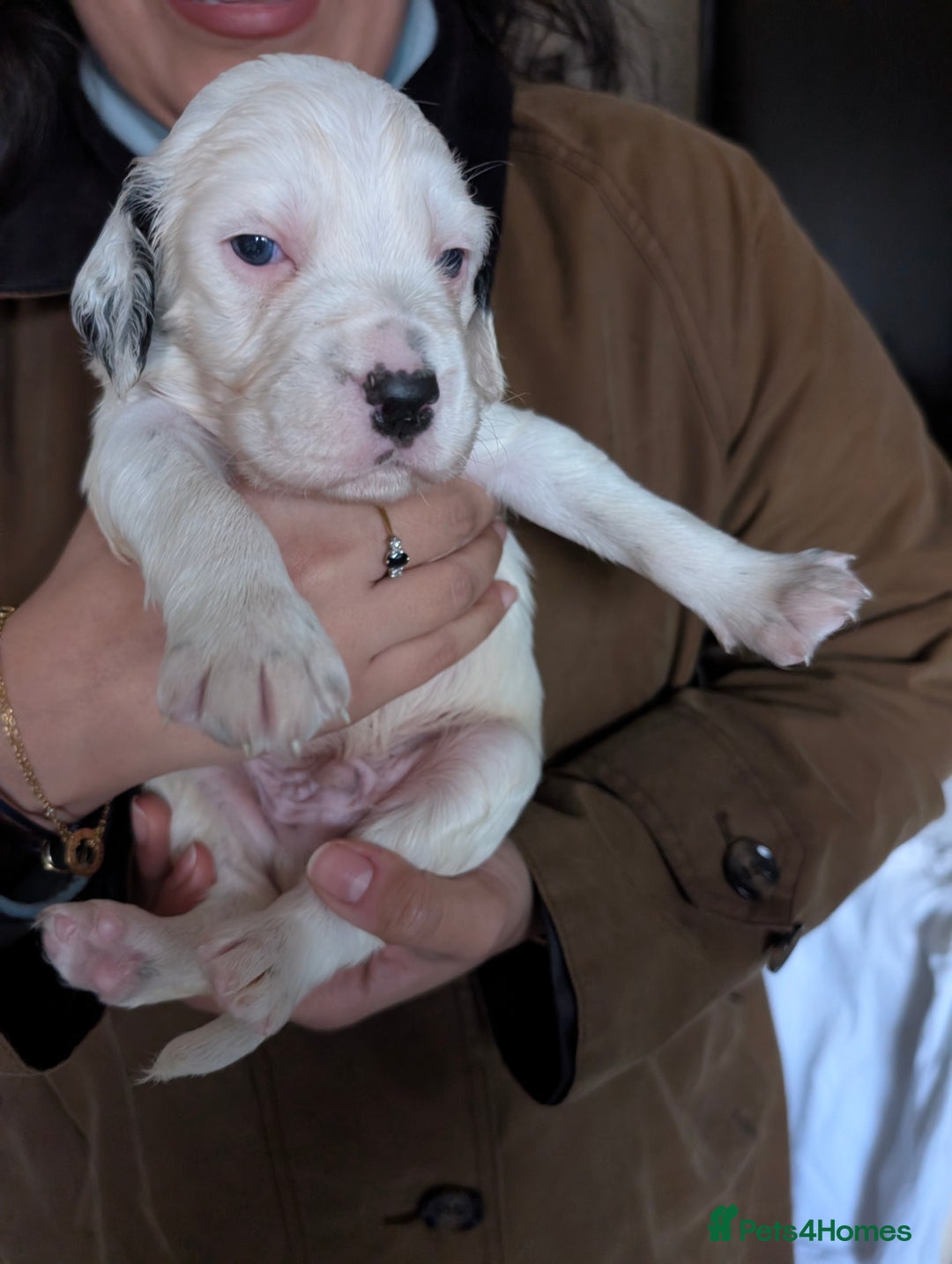 English Setter dogs for sale: English setters - Advert 4