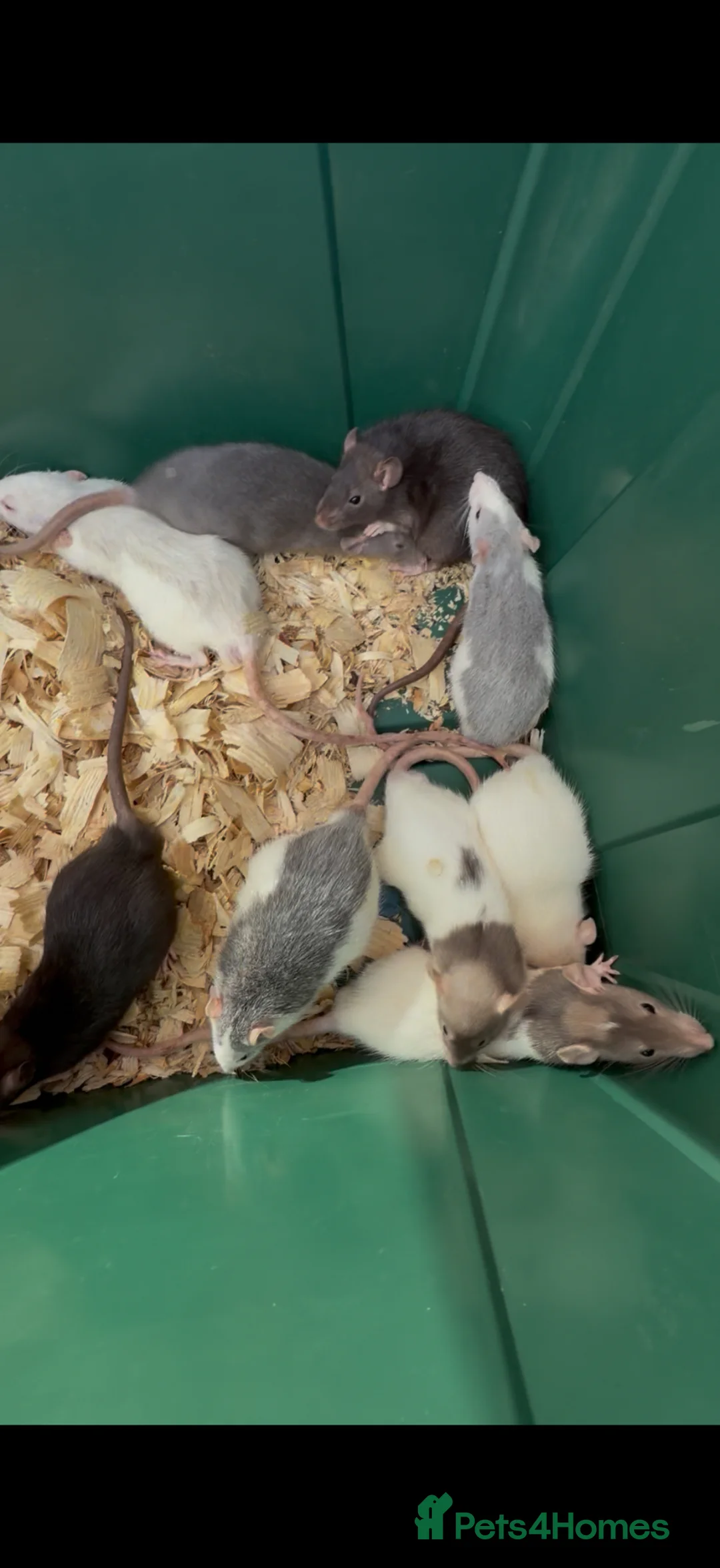 Rat rodents for sale: Dumbo rats  - Advert 1