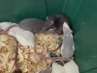 Rat rodents Dumbo rats - Advert 1