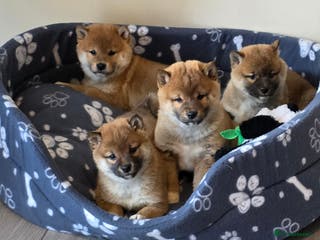 Japanese Shiba Inu dogs Healthy shiba inus - Advert 2