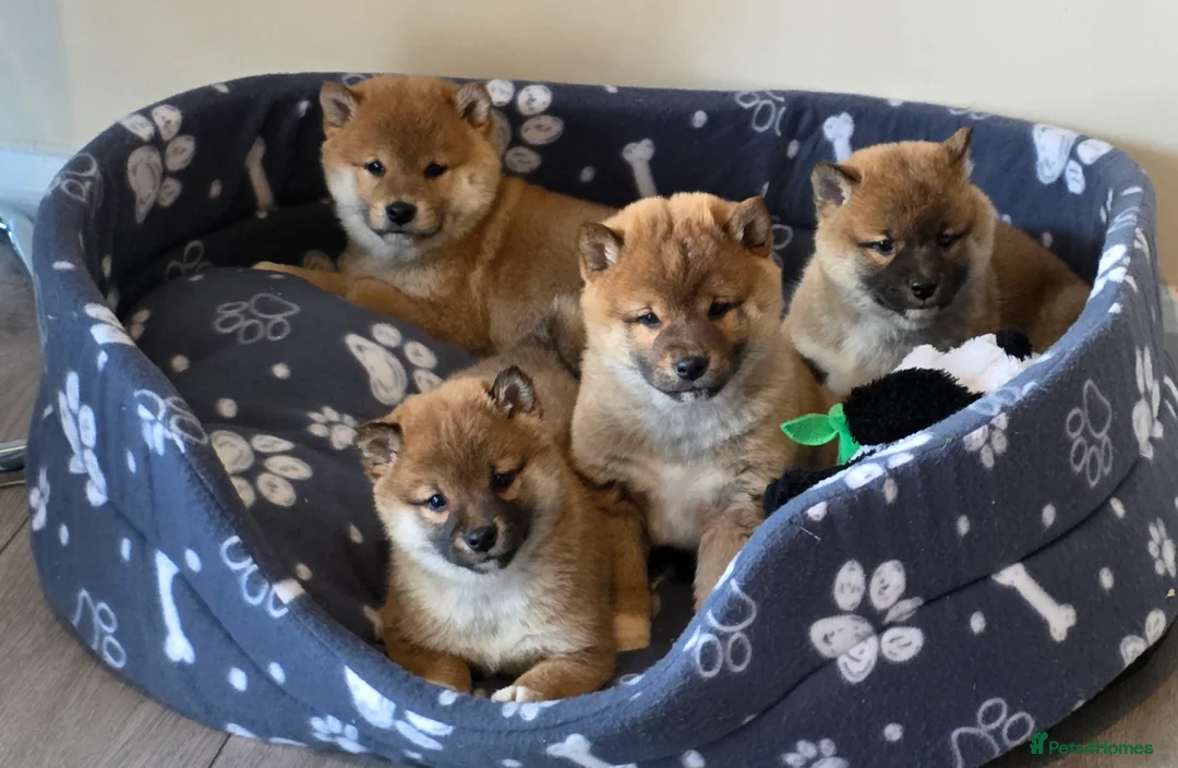 Japanese Shiba Inu dogs for sale: Healthy shiba inus last girl  - Advert 7