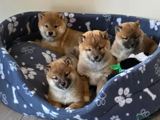 Japanese Shiba Inu dogs Healthy shiba inus - Advert 2