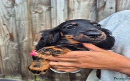 Miniature Dachshund dogs for sale: Long haired miniature dachshunds  - Image 9