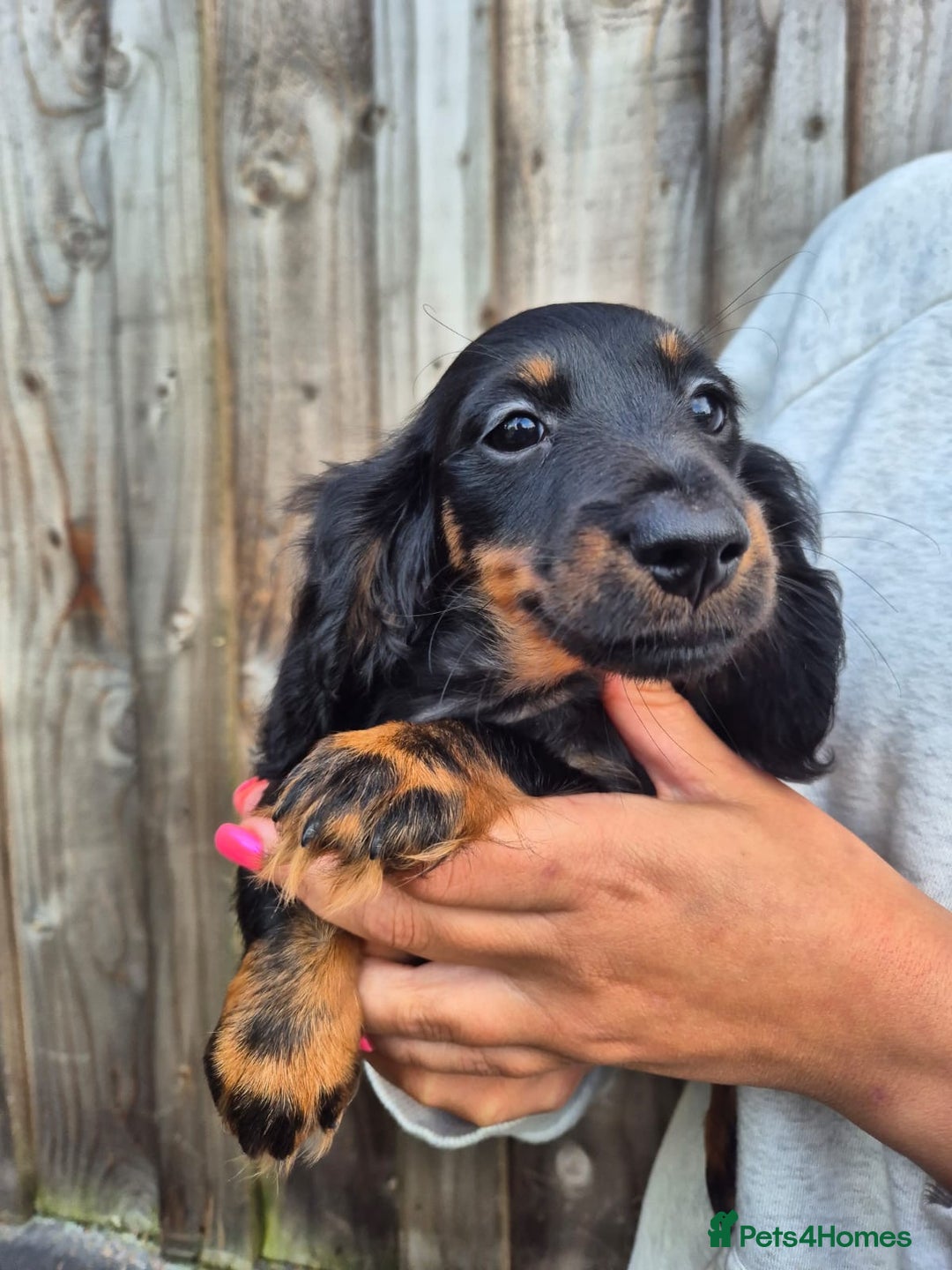 Miniature Dachshund dogs for sale: Long haired miniature dachshunds  - Image 9