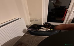 Mixed Breed dogs for sale: Golden retriever X huntaway - Image 5