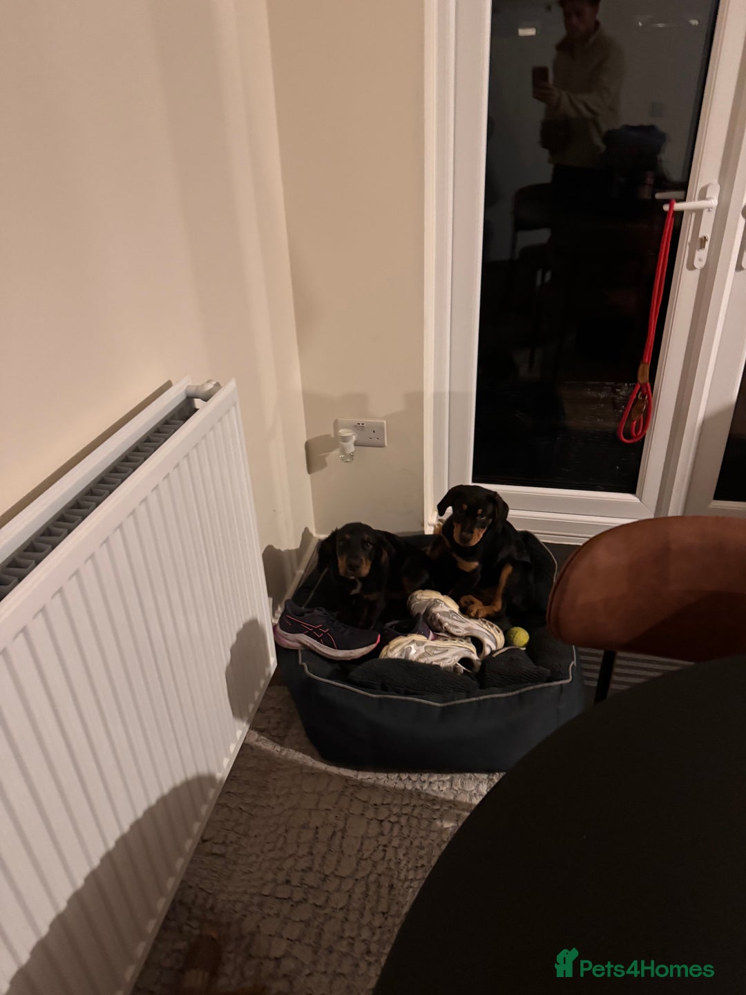 Mixed Breed dogs for sale: Golden retriever X huntaway - Image 5