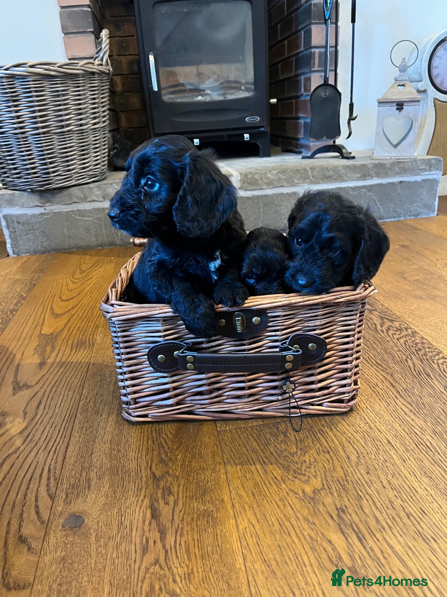 Cockapoo dogs 7 beautiful F1 Cockapoo puppies, brown and black.  - Advert 2