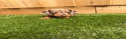 Miniature Dachshund dogs for sale: miniature dachshund - Advert 5