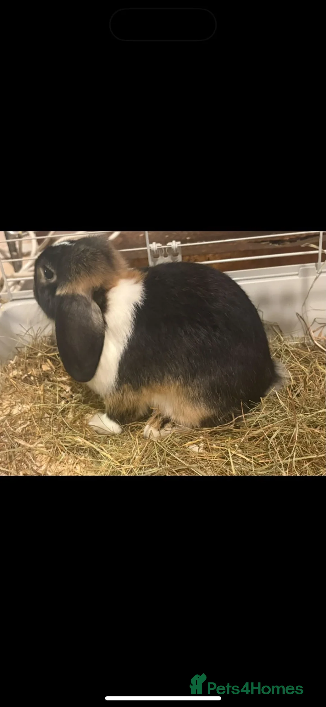 Mixed Breed rabbits for sale: Two beautiful rabbits for rehoming in London - Advert 1