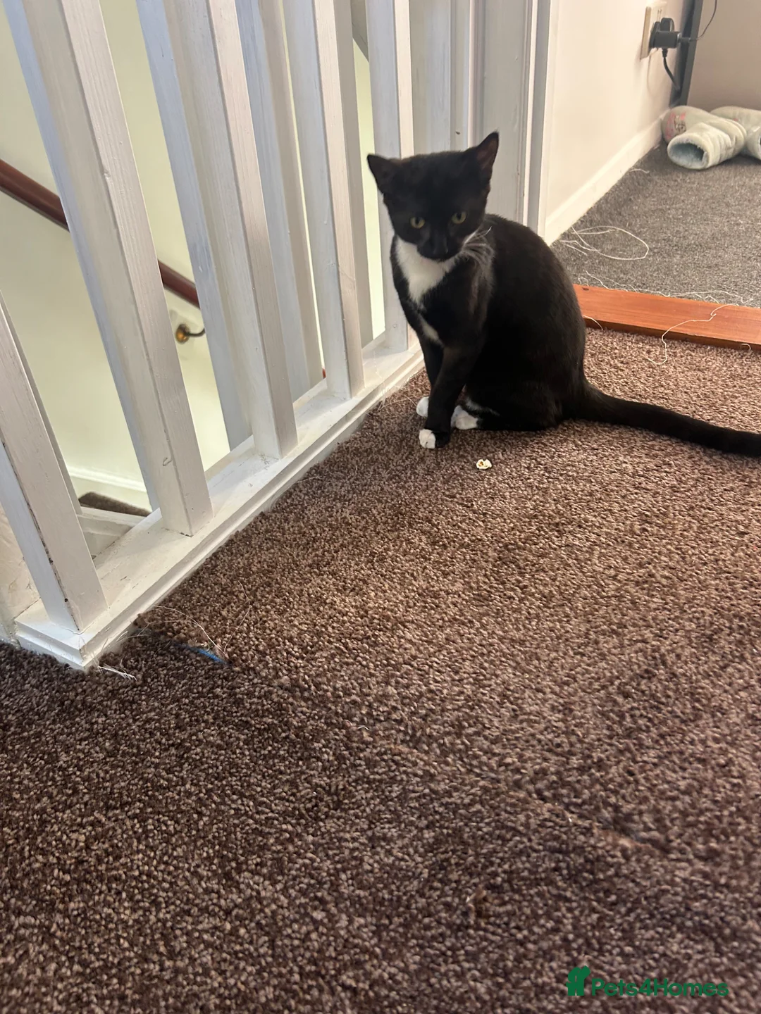 Mixed Breed cats for sale: 6 month old girl kitten - Advert 1