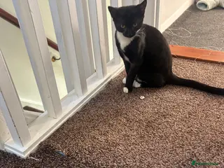 Mixed Breed cats 6 month old girl kitten - Advert 1