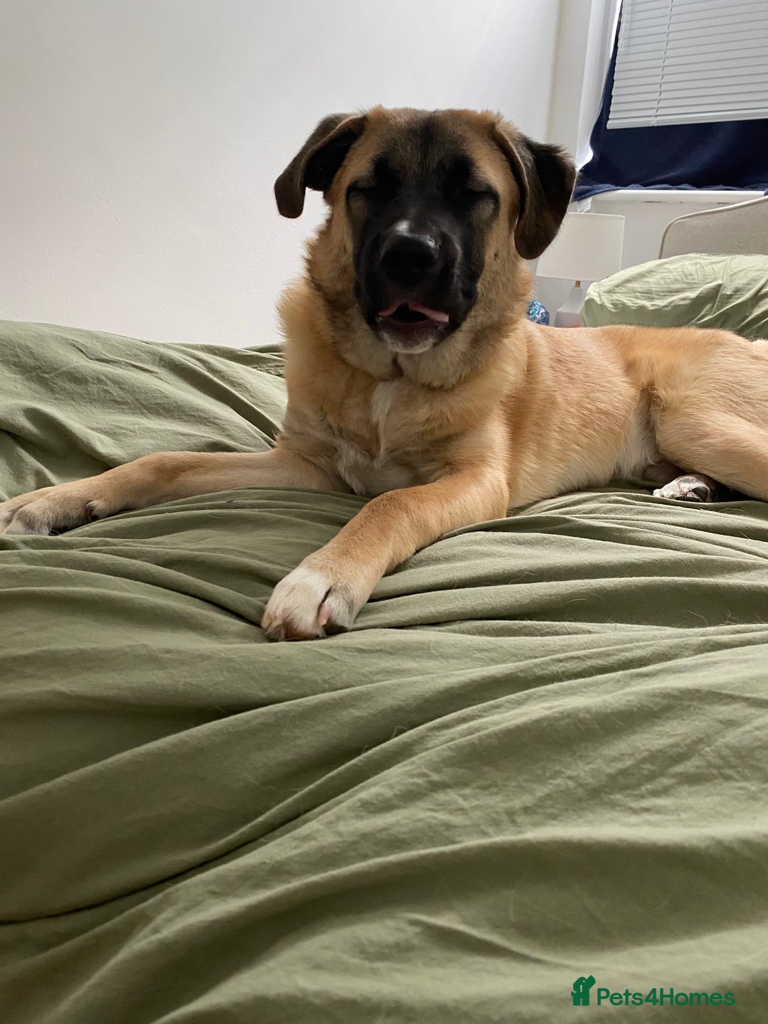 Mixed Breed dogs for sale: Billy - Image 1
