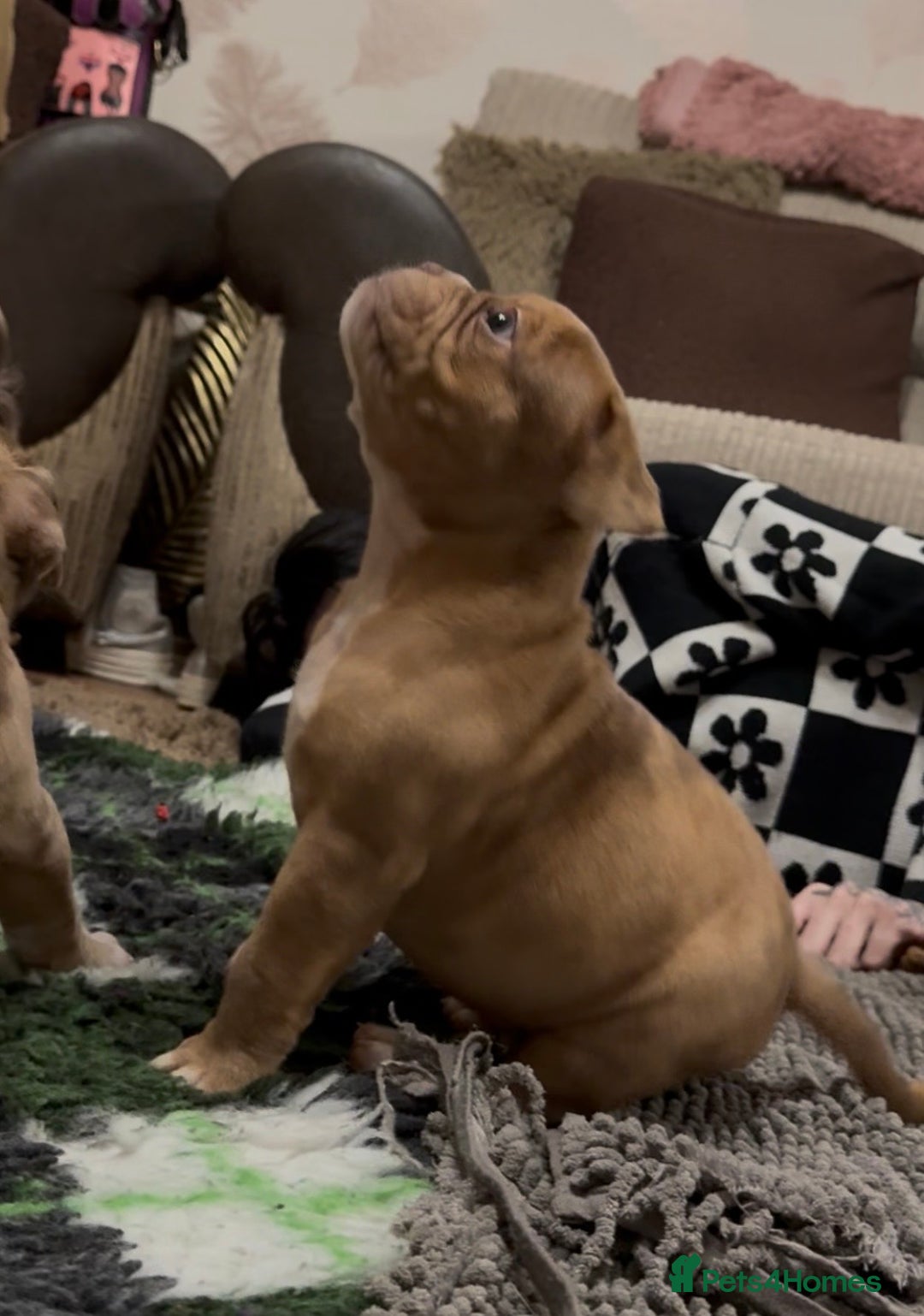 Olde English Bulldogge dogs for sale: (Reduced) Olde English Bulldogges puppies  - Advert 36