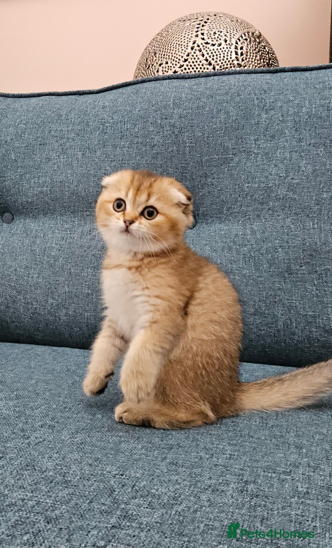 Scottish Fold cats for sale: Excellent Scottish fold kittens  - Image 28