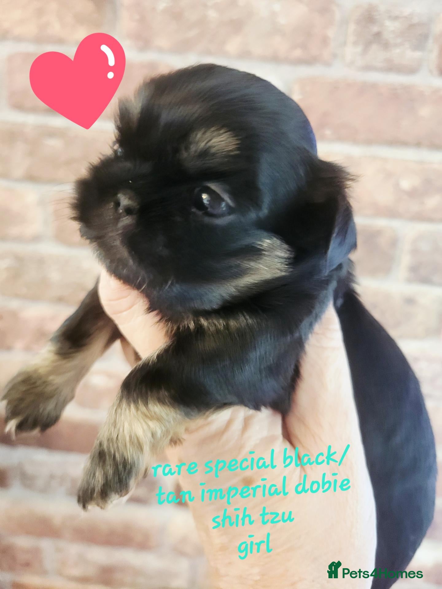 Shih Tzu dogs Quality dobie kc Imperial shih tzu  - Advert 7