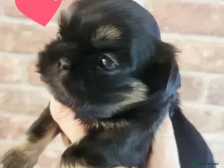 Shih Tzu dogs Quality dobie kc Imperial shih tzu - Advert 4