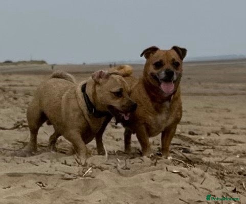 Mixed Breed dogs for sale: Doug  - Advert 1