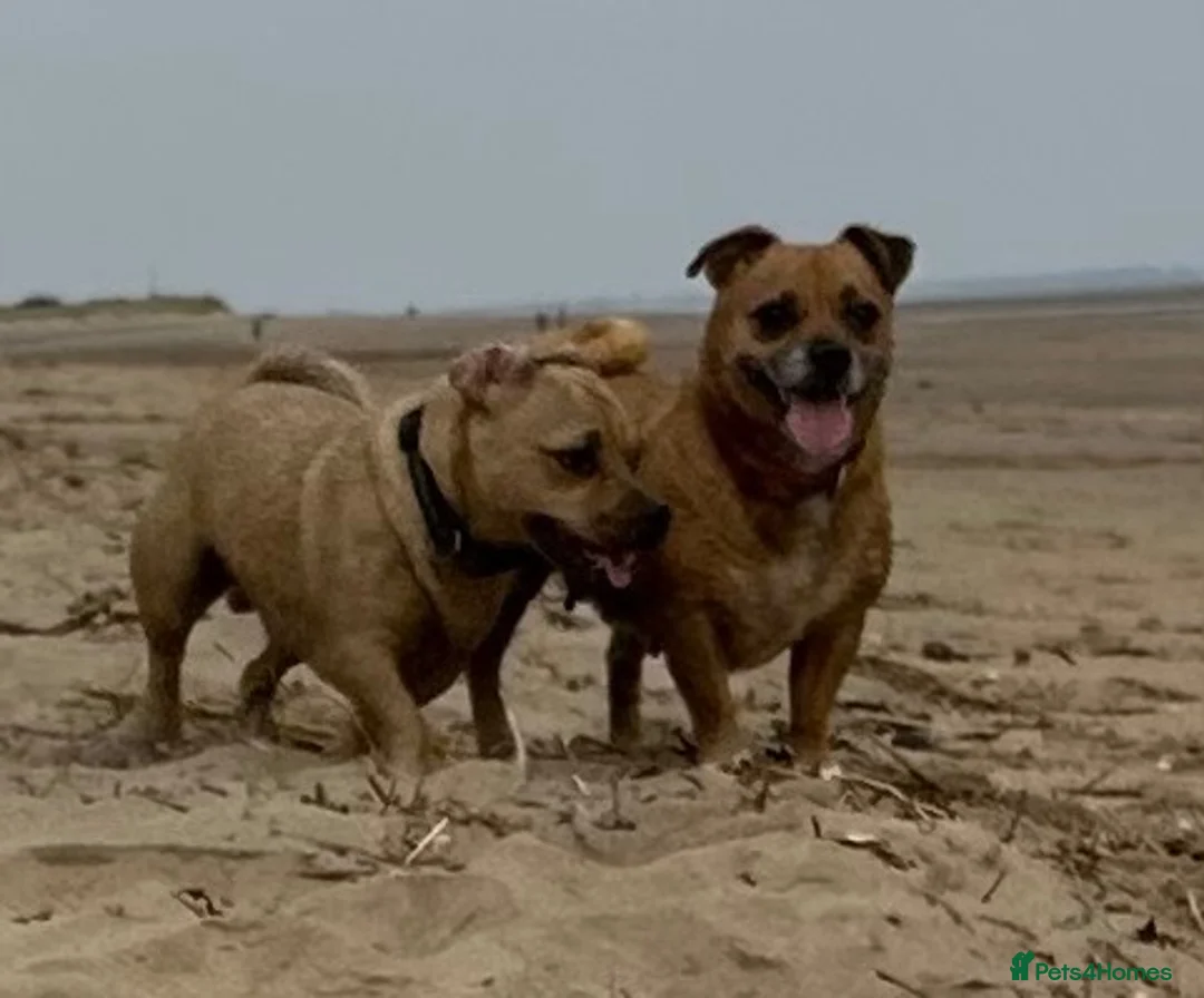 Mixed Breed dogs for sale: Doug  - Advert 1