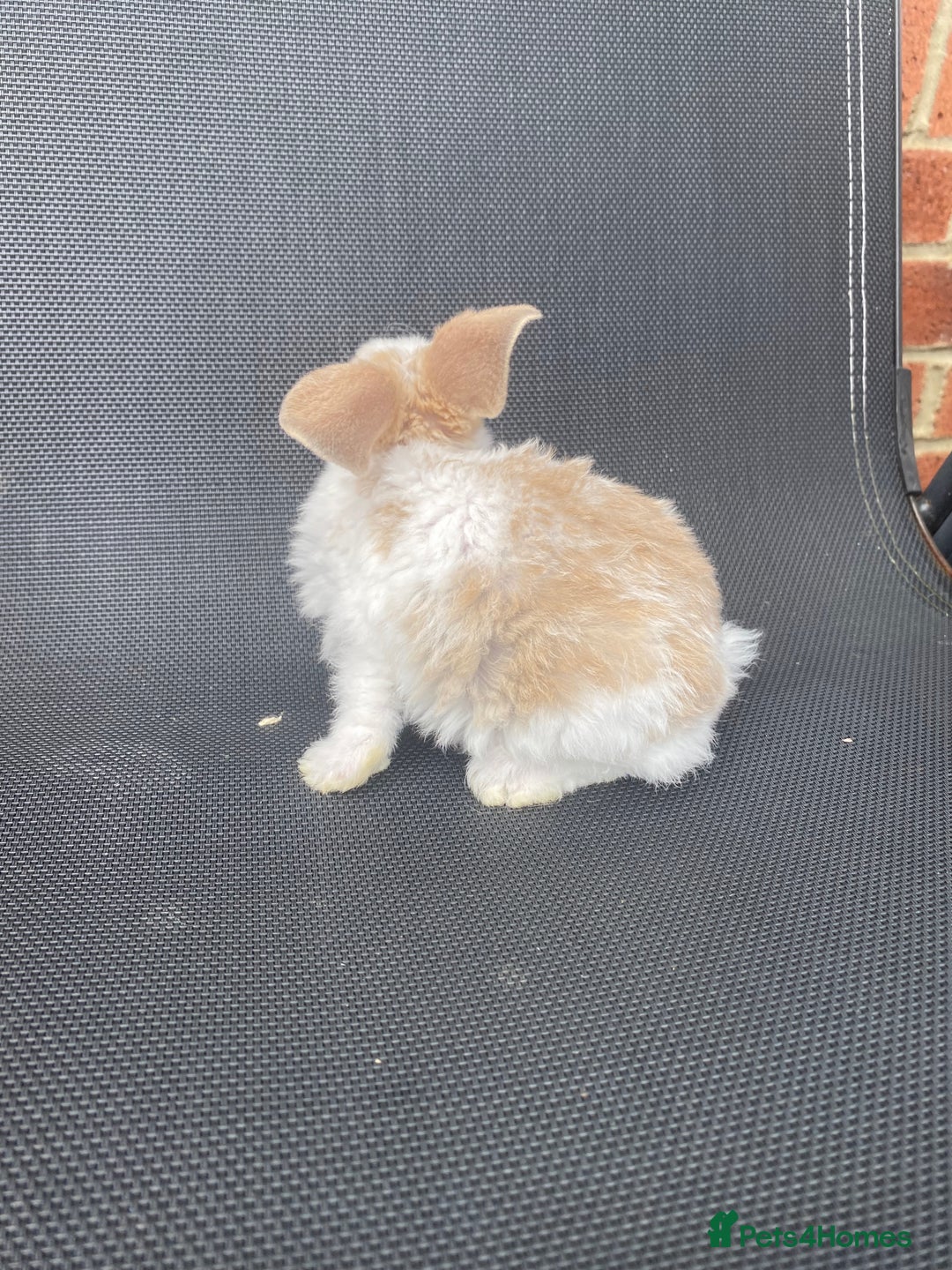 French Lop rabbits for sale: Baby lops  - Image 19