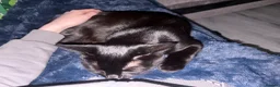 Ragdoll cats for sale: **Ready to go** 4 beautiful Ragdoll X kittens - Advert 24