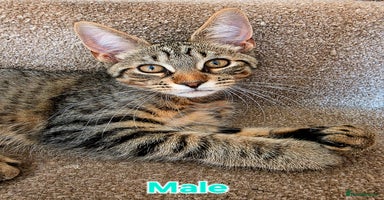 Mixed Breed cats - Advert 5