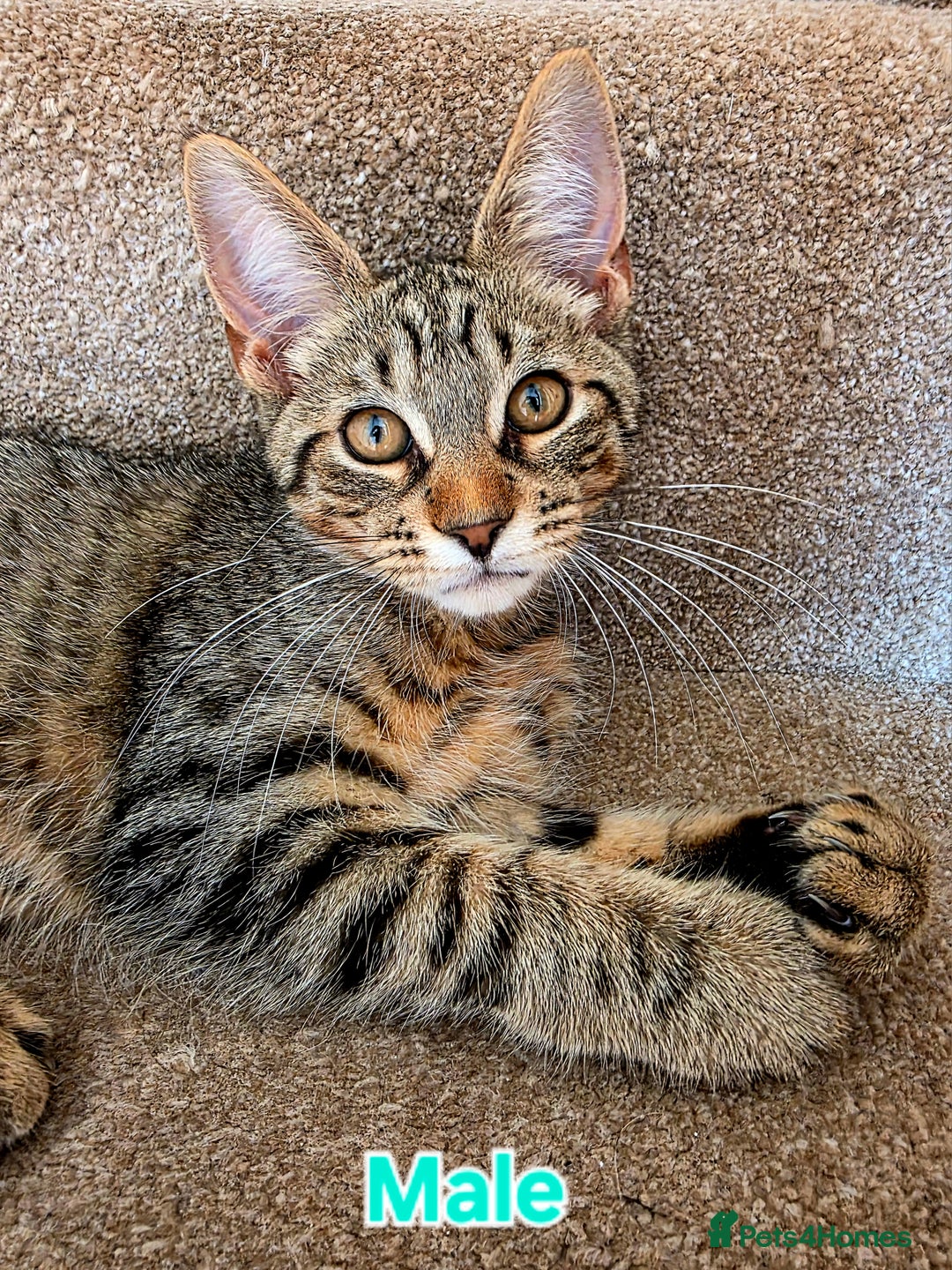 Mixed Breed cats for sale: 4 Maine Coon X Kittens Ready To Leave!!! - Image 2