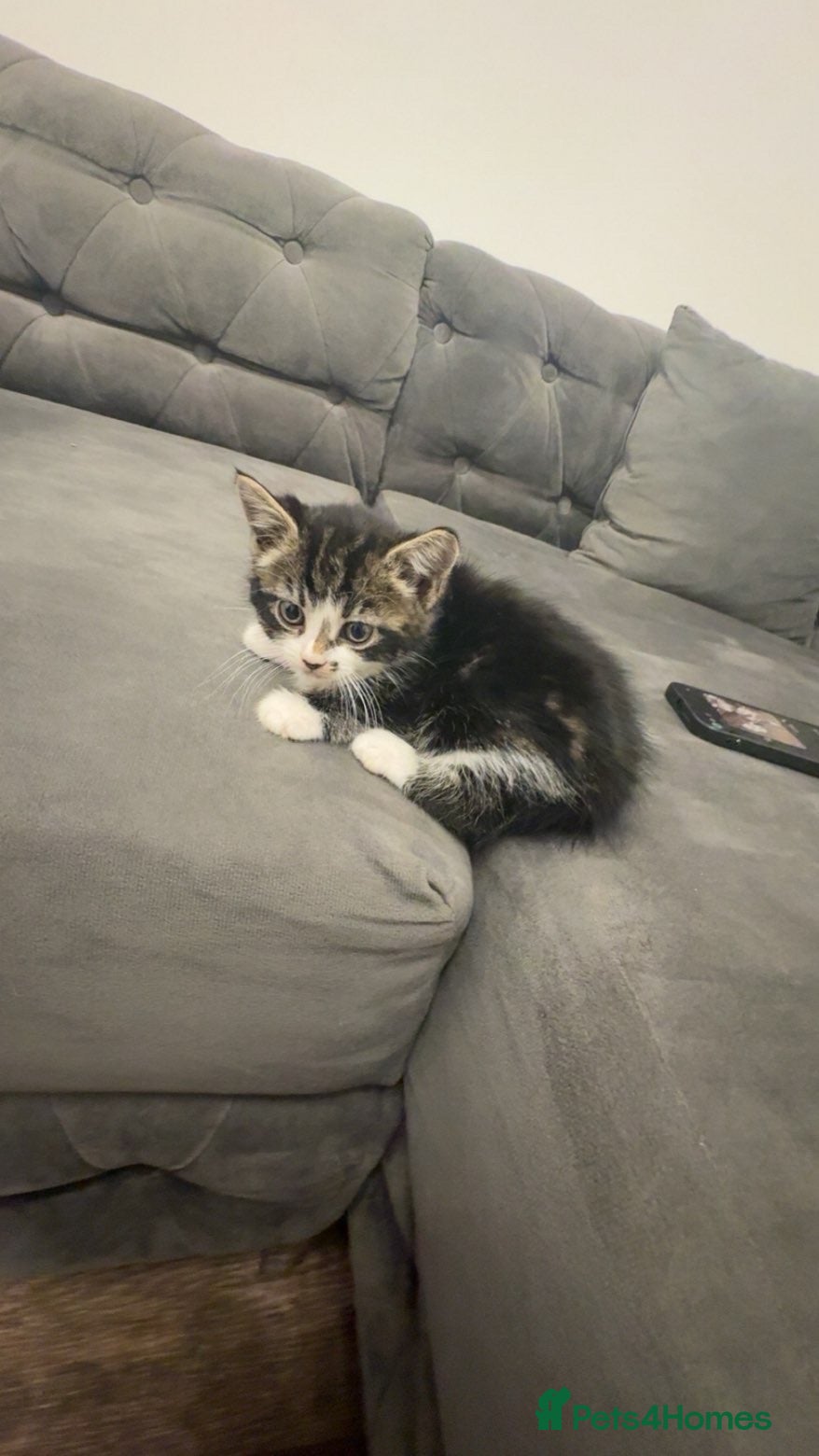 American Shorthair cats 🐾 6 BEAUTIFUL AMERICAN SHORTHAIR KITTENS 🐾 - Advert 8