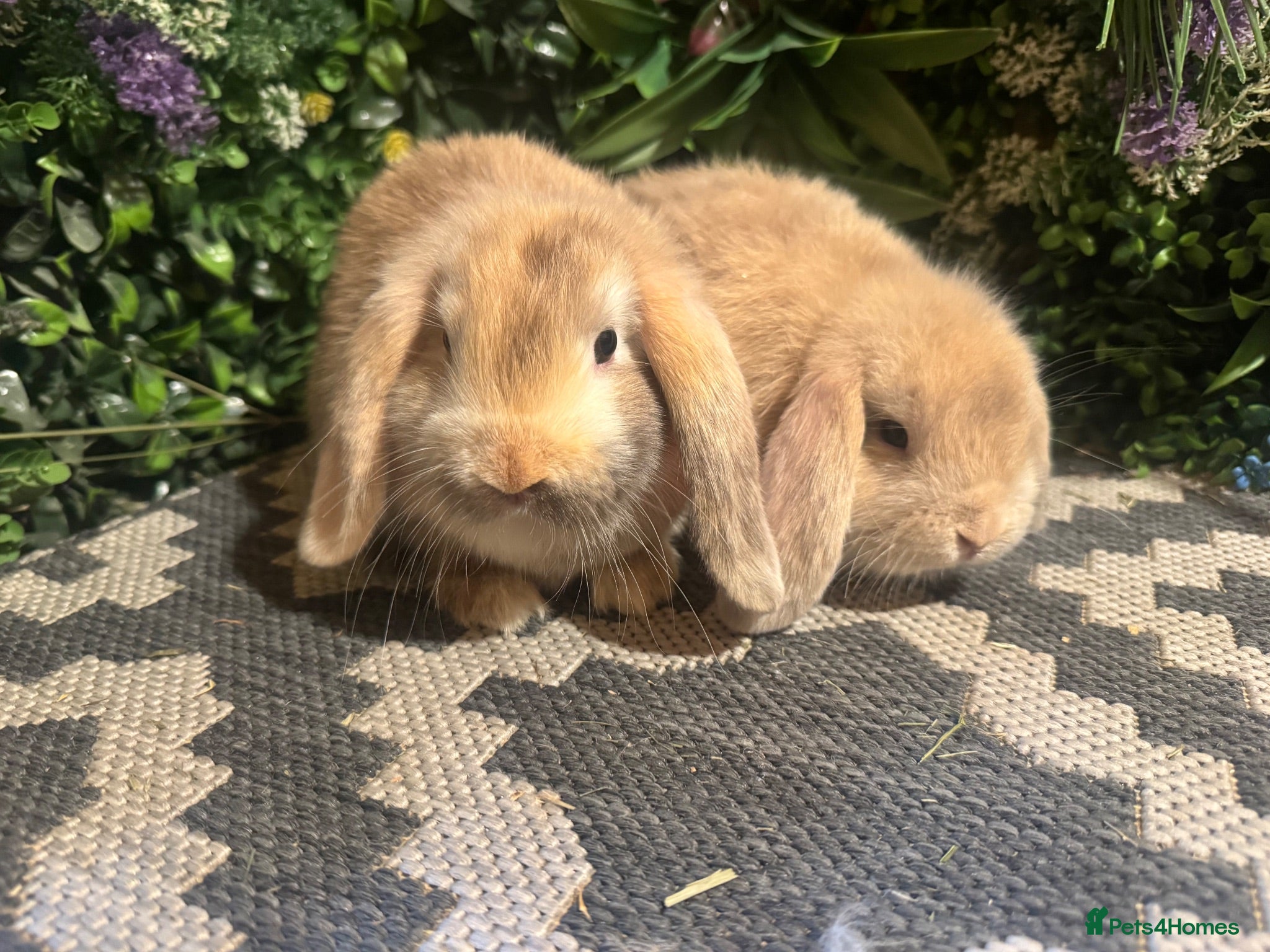 Mini Lop rabbits X2 HARLEQUIN MINI LOOS READY LEAVE  - Advert 2