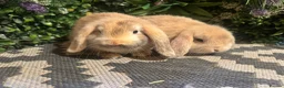 Mini Lop rabbits for sale: X2 HARLEQUIN MINI LOOS READY LEAVE  - Advert 2