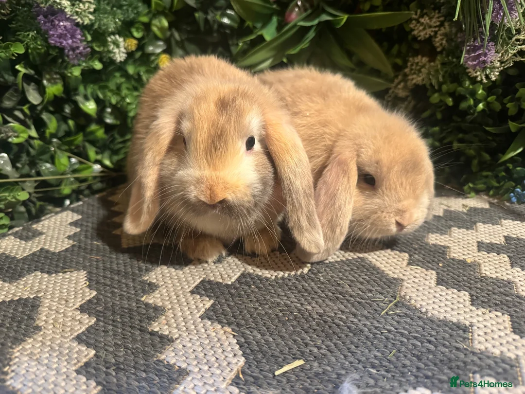 Mini Lop rabbits for sale: X2 HARLEQUIN MINI LOOS READY LEAVE  - Advert 2