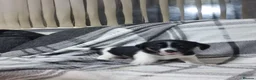 Mixed Breed dogs for sale: Jack Russell X Shih Tzu Puppies - Advert 3