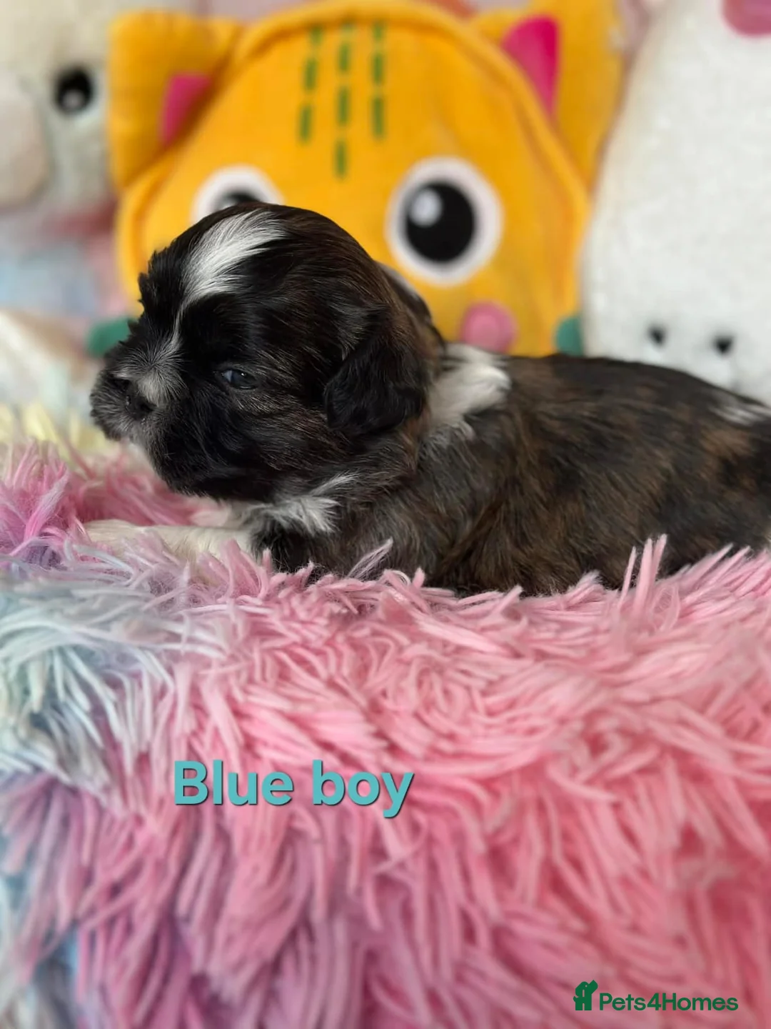 Shih Tzu dogs for sale: 🥰🐾 Adorable Shih Tzu Puppies 🐾🥰 - Advert 3
