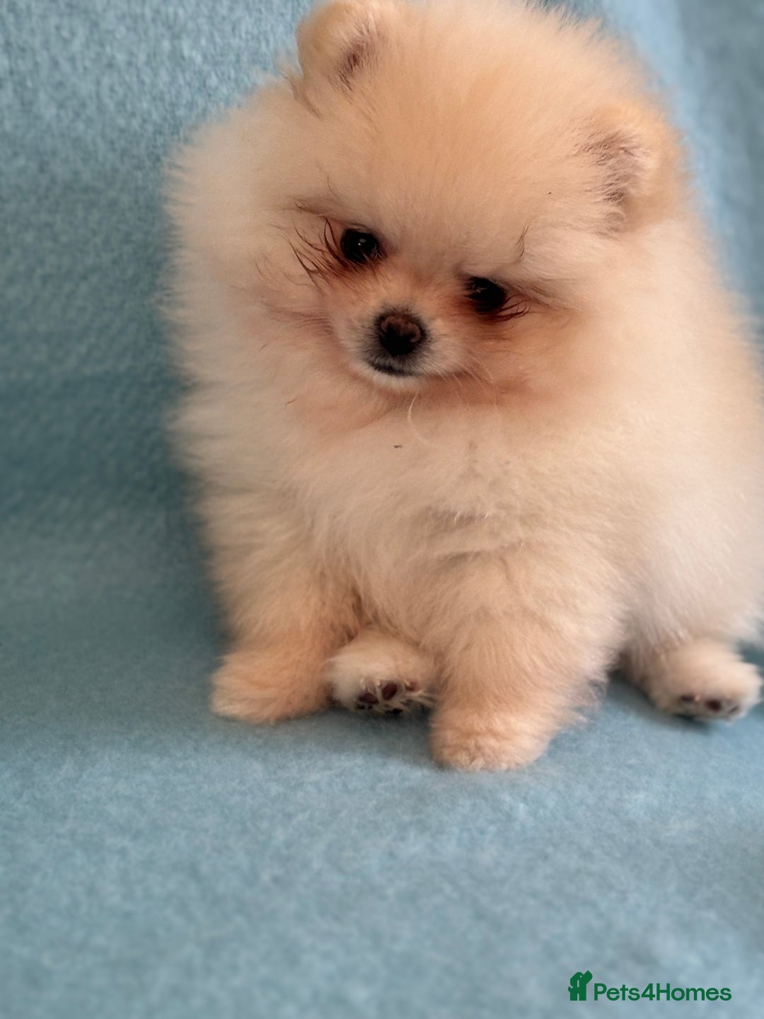 Pomeranian dogs for sale: Male Pomeranian  - Image 8