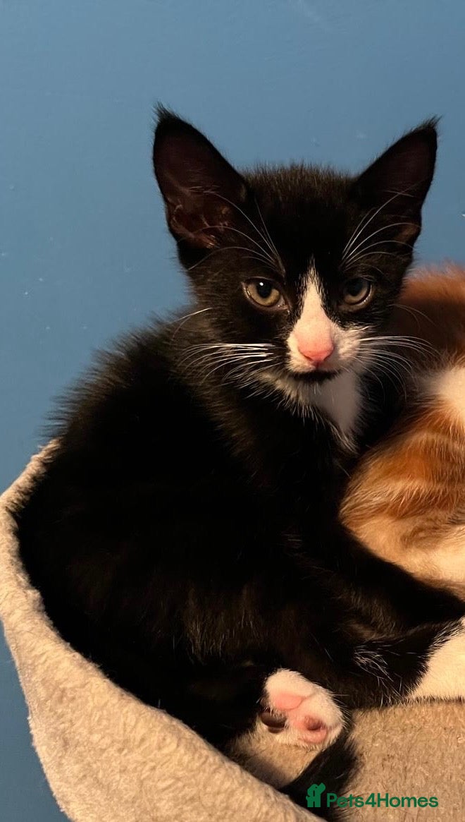 Mixed Breed cats Tuxedo Boy - Advert 1