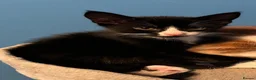 Mixed Breed cats for sale: Tuxedo Boy - Advert 1