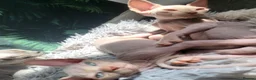 Sphynx cats for sale: Little sweet sphynx boys ready for new home 🐾 - Advert 21