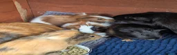 Guinea Pig rodents for sale: Very pretty baby guinea pigs ready July  - Advert 8