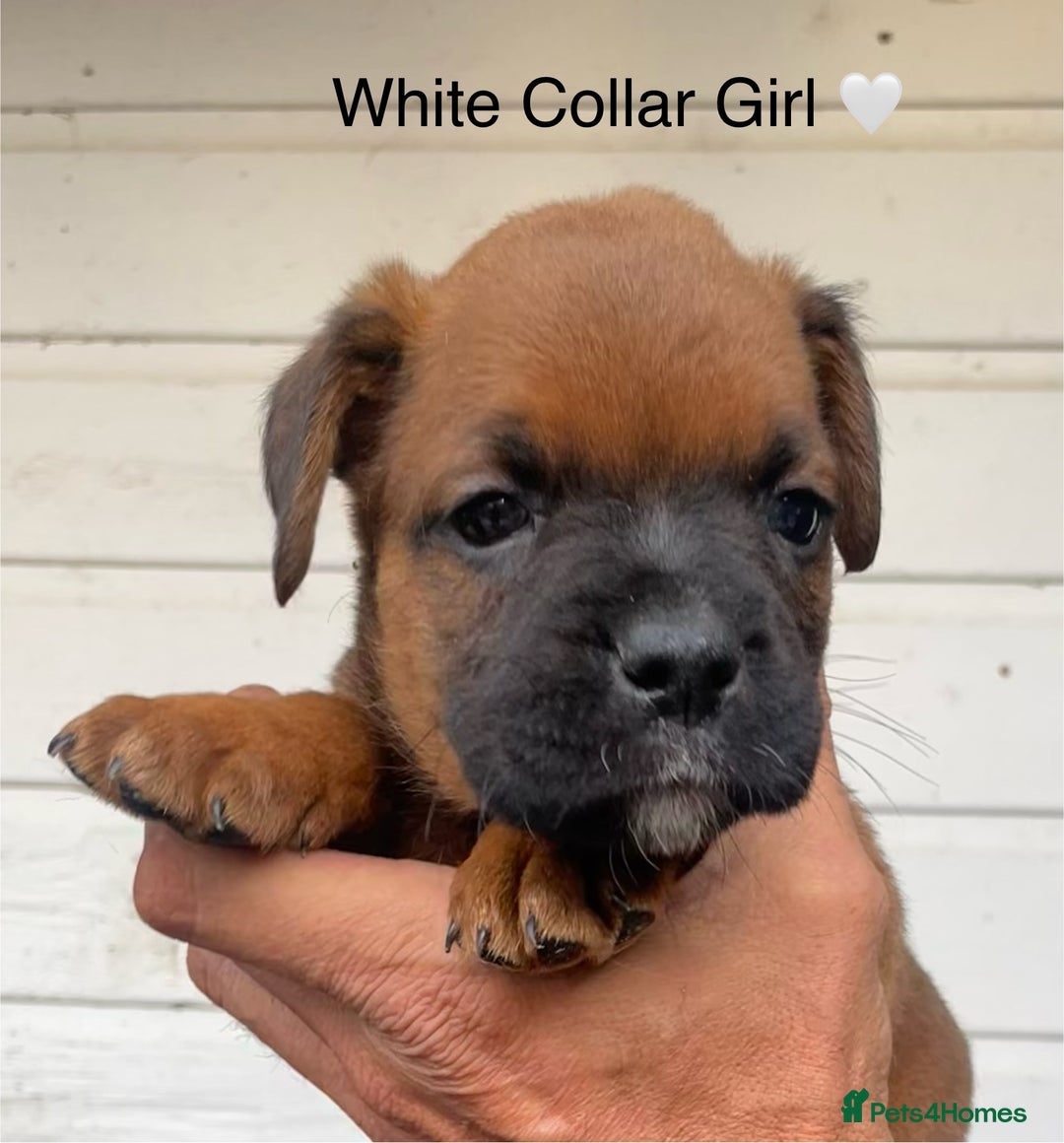 Boxer dogs for sale: Boxerx - Image 5