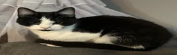 Mixed Breed cats for sale: Desperate home needed (FREE) - Advert 7