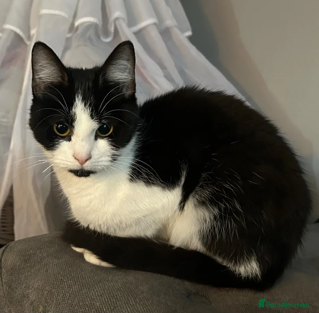 Mixed Breed cats for sale: Desperate home needed (FREE) - Advert 7